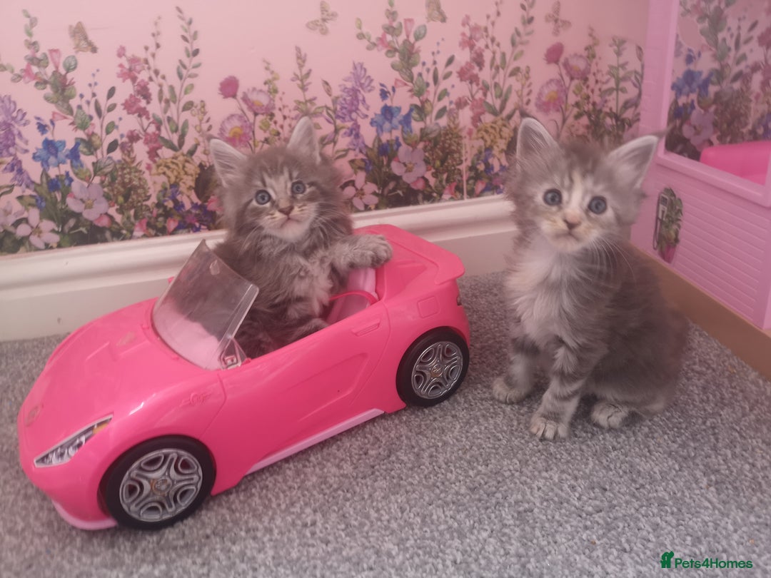 Maine Coon cats for sale: Maine Coon Kittens Parents Fully Health Tested - Image 14