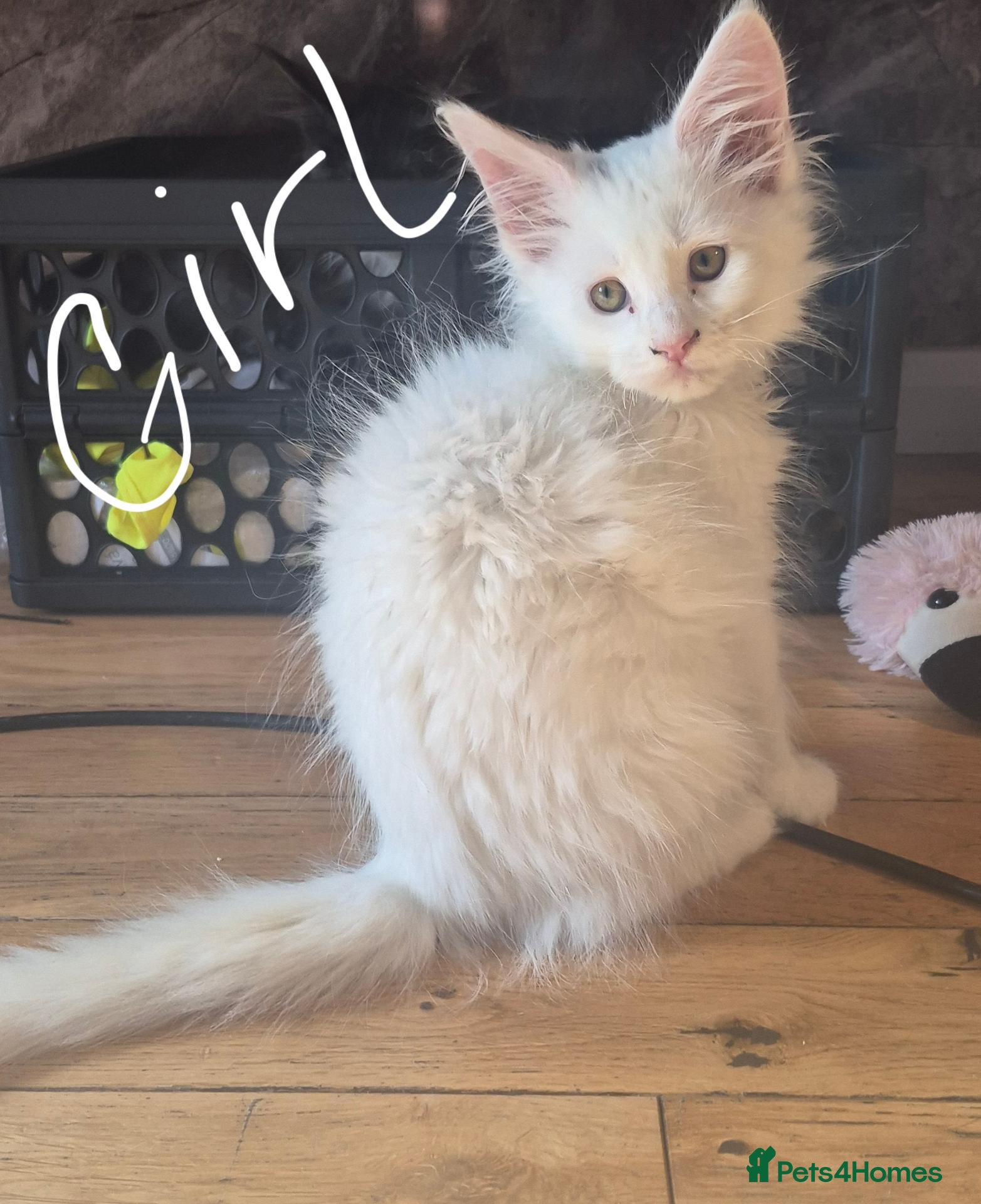 Maine Coon cats Beautiful white Maine coon kittens  - Advert 2