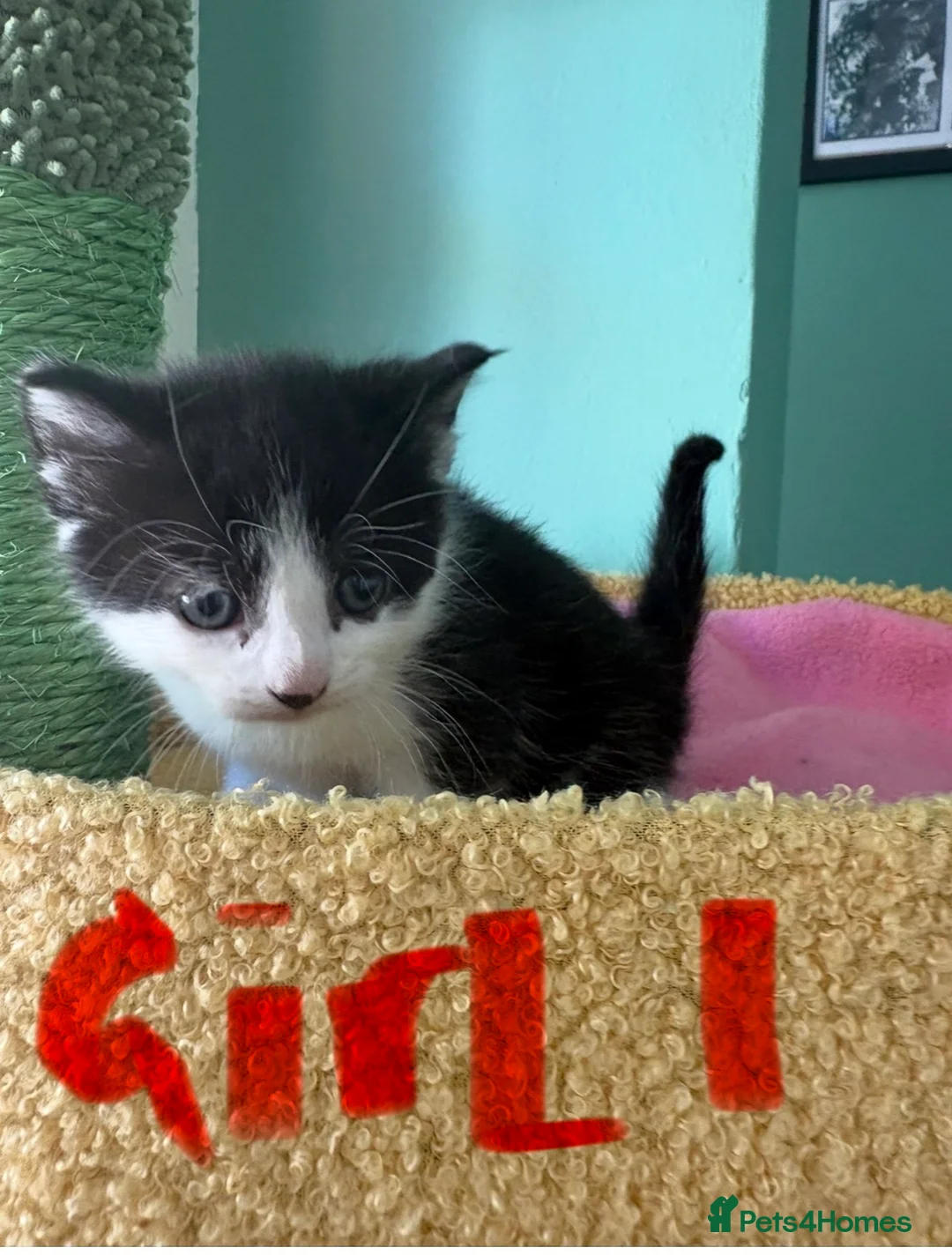 Mixed Breed cats for sale: Beautiful Fluffy Kittens  - Advert 2