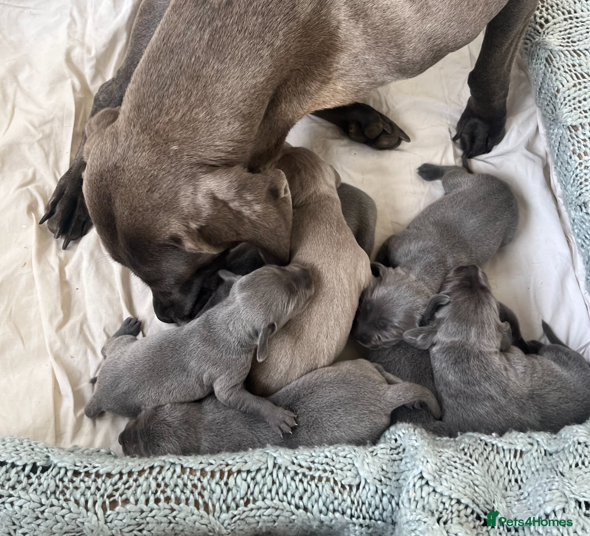 Weimaraner dogs for sale: BLUE and SILVER Purebred pups from KC reg Weims - Advert 15
