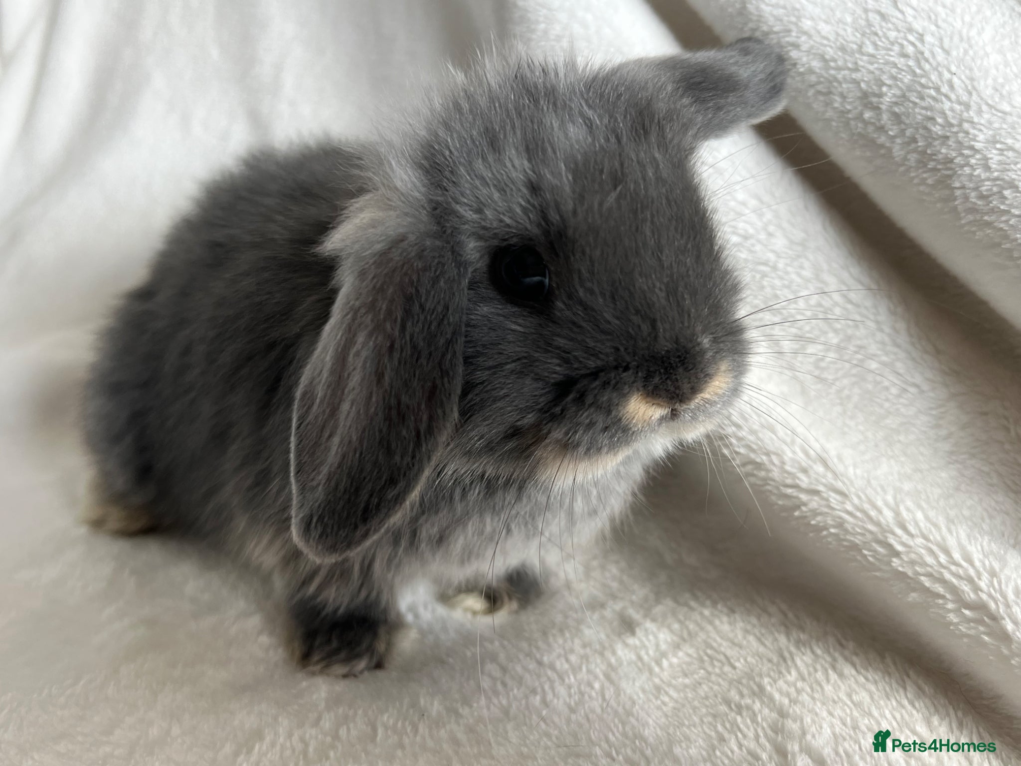 Mini Lop rabbits Two Little Girls Ready Now  - Advert 1
