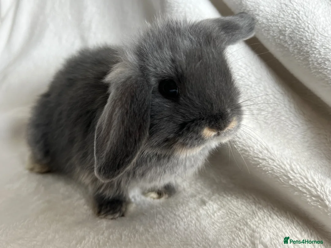 Mini Lop rabbits for sale: Two Little Girls Ready Now  - Advert 1
