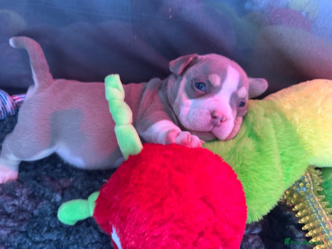 American Bully dogs for sale: Micro exotic bully’s  - Image 10