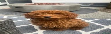 Cavapoo 4