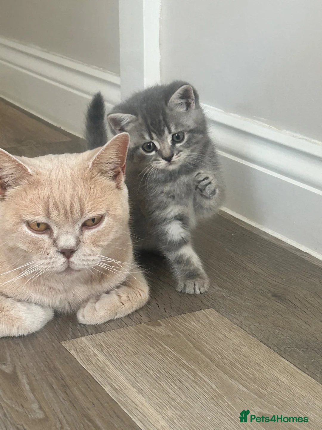 British Shorthair cats for sale: PEDIGREE BSH KITTENS  - Advert 2