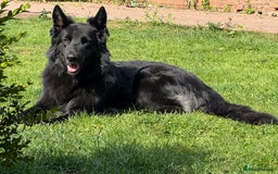 German Shepherd dogs for sale: Shepherd puppies for sale  - Image 1