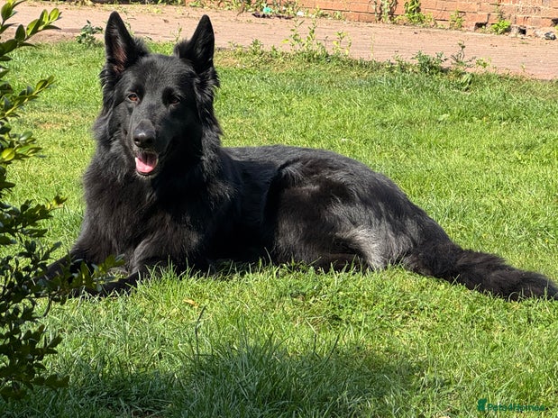 German Shepherd dogs - Advert 3