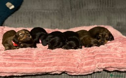 Dachshund dogs for sale: Standard long haired dachshunds  - Advert 6