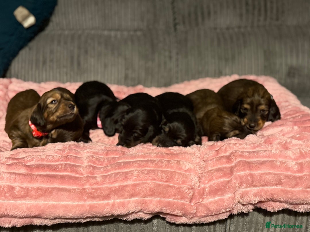 Dachshund dogs for sale: Standard long haired dachshunds  - Advert 6
