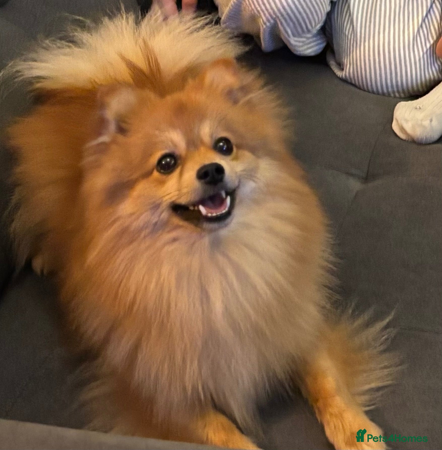 Pomeranian dogs Leon, 2-year old Pomeranian looking for a new home - Advert 11