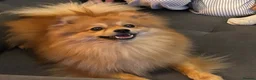 Pomeranian dogs for sale: Leon, 2-year old Pomeranian looking for a new home in Cambridge - Advert 1