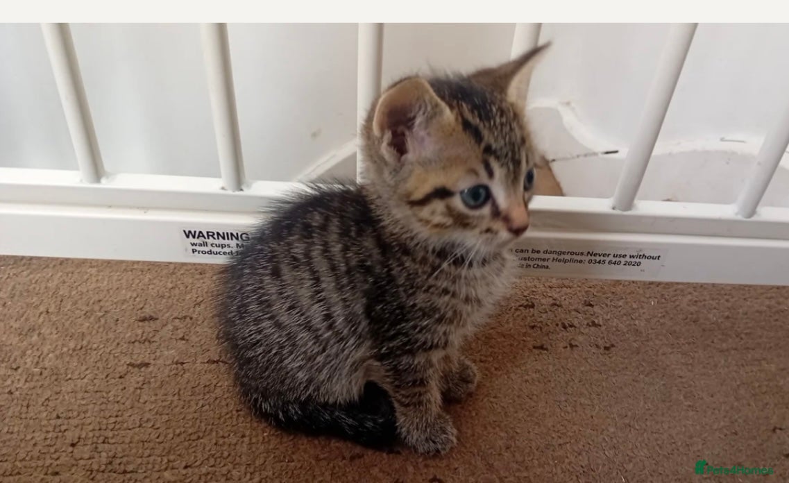 Domestic Shorthair cats Male 8 week Kitten - Advert 10