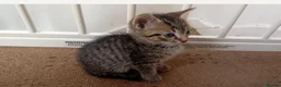 Domestic Shorthair cats for sale: Male 8 week Kitten - Advert 1