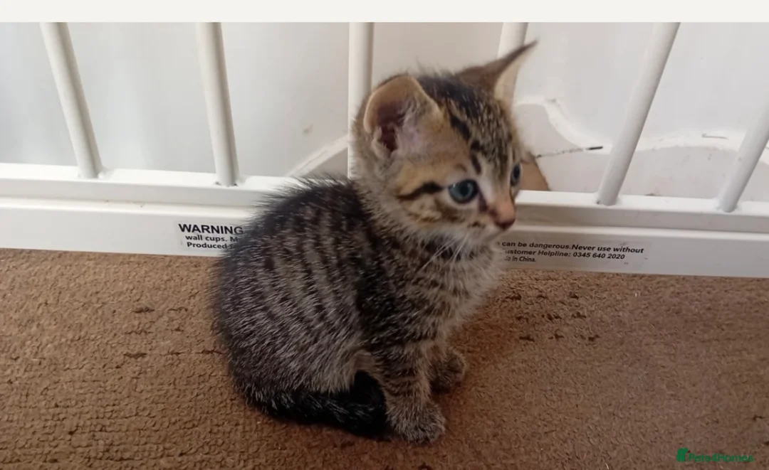 Domestic Shorthair cats for sale: Male 8 week Kitten - Advert 1