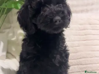 Labradoodle dogs Labradoodles puppies ready now - Advert 2
