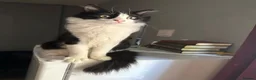 Mixed Breed cats for sale: Cat for sale - Advert 2
