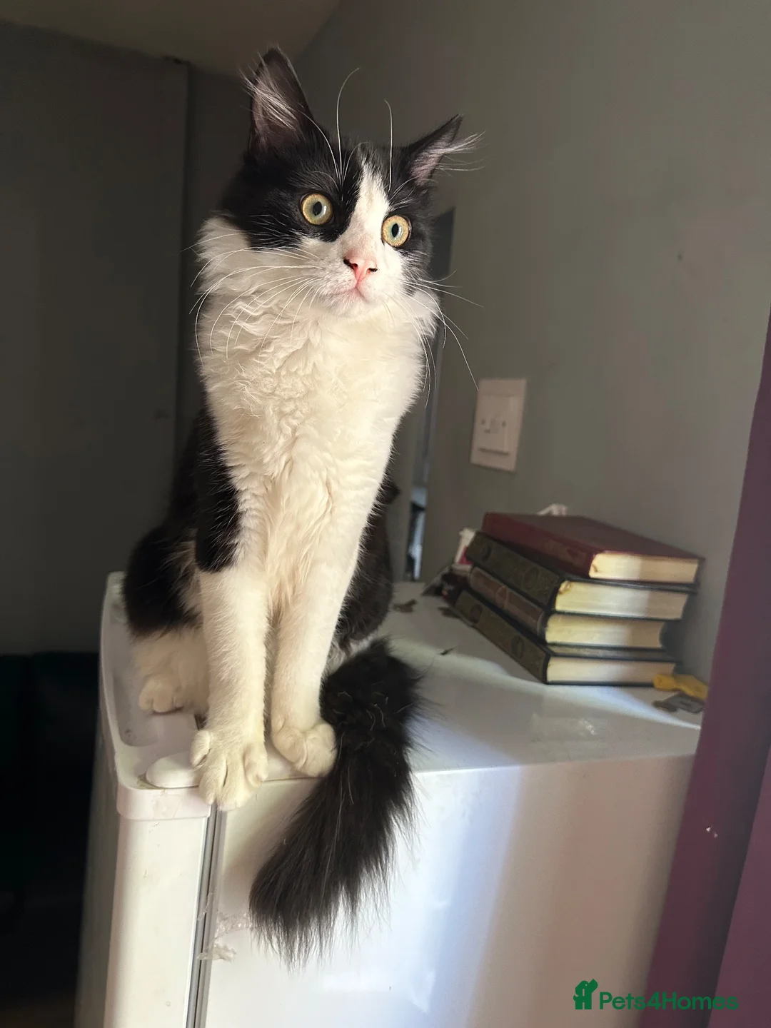 Mixed Breed cats for sale: Cat for sale - Advert 2