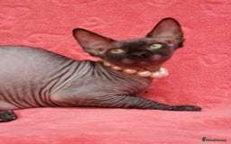 Sphynx cats for sale: Amazing kittens !!! in Maidstone - Image 21