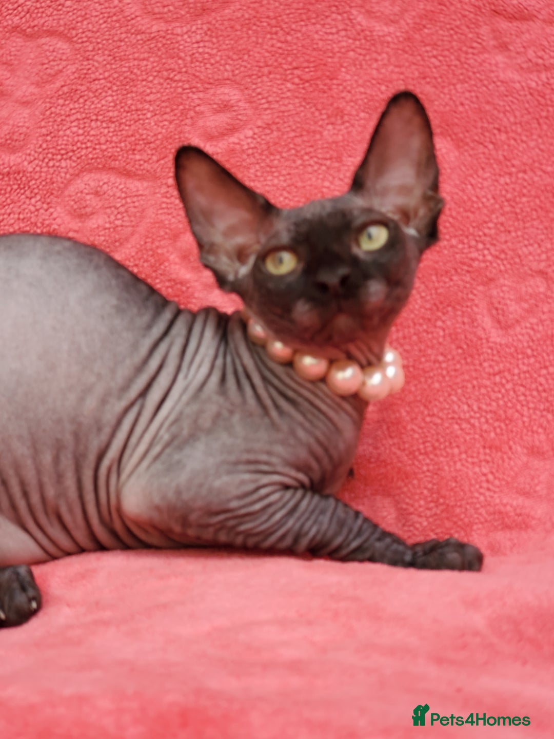 Sphynx cats for sale: Amazing kittens !!! in Maidstone - Image 21