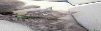 Maine Coon 4