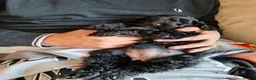 Cockapoo dogs for sale: FB1 Cockapoos in Weston-super-Mare - Advert 4