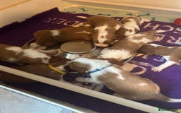 Welsh Springer Spaniel dogs for sale: Kc reg Welsh springer spaniel male puppies - Image 8