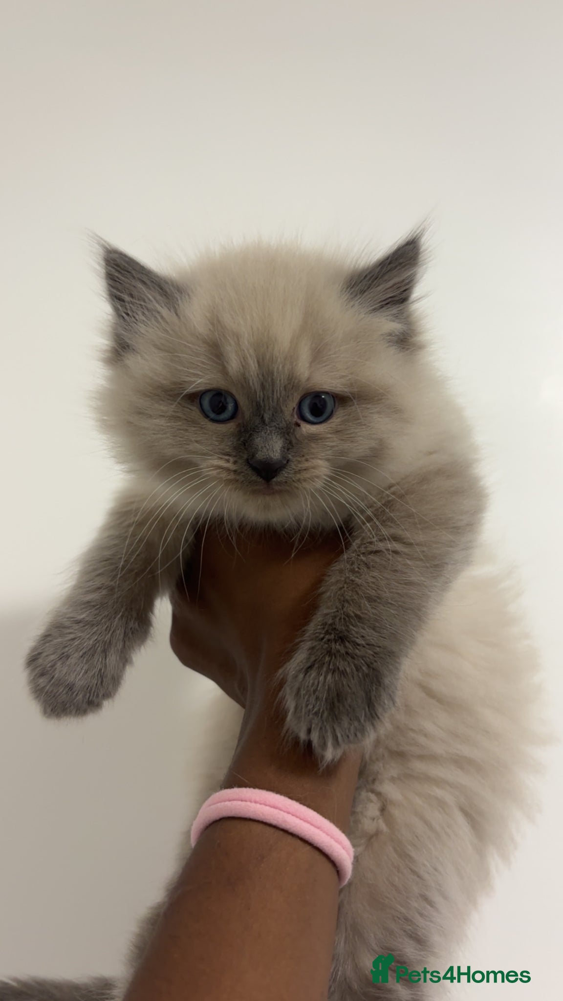 Ragdoll cats 8 week old Lilac Ragdoll Kitten🥹💜🐈 - Advert 1