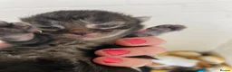 Mixed Breed cats for sale: Three beautiful kittens  - Advert 5