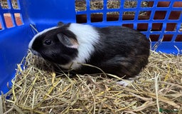 Guinea Pig rodents for sale: Guinea pigs - Image 1