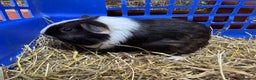 Guinea Pig rodents for sale: Guinea pigs - Advert 1