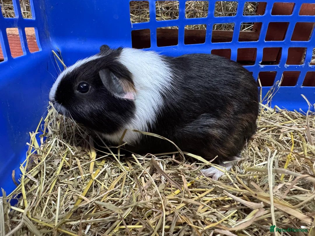 Guinea Pig rodents for sale: Guinea pigs - Advert 1
