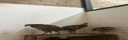 Pheasants poultry for sale: Pheasants available - Advert 2