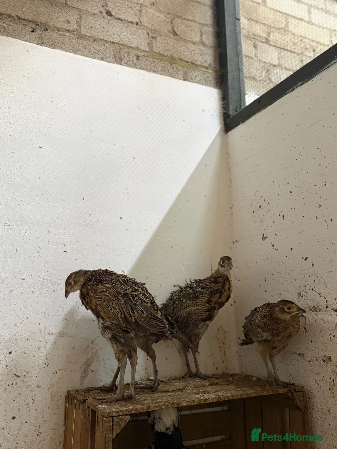 Pheasants poultry for sale: Pheasants available - Advert 2