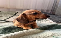 Dachshund dogs for sale: Mini miniature Dachshund  - Image 12