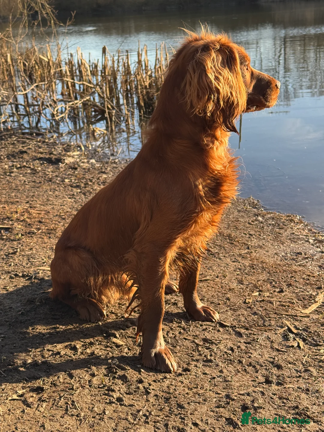 Cocker Spaniel dogs for stud: KC Reg, health tested Working cocker Spaniel in Barnsley - Advert 8