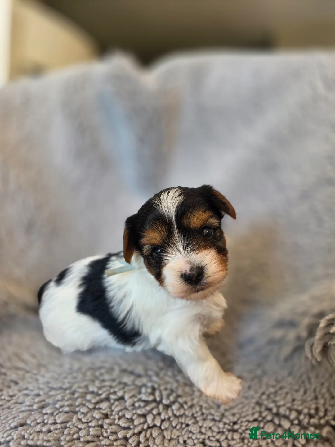 Biewer Terrier dogs for sale: Purebred Biewer Terrier Puppies - Advert 2