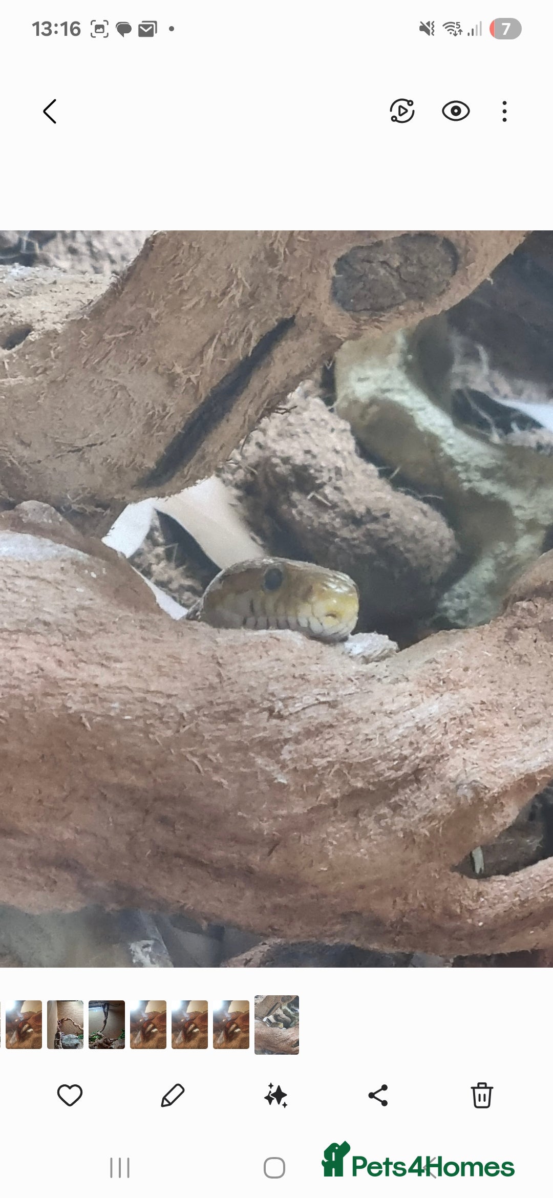 Corn Snake reptiles for sale: Happy corn snake comes with full set up  - Advert 3