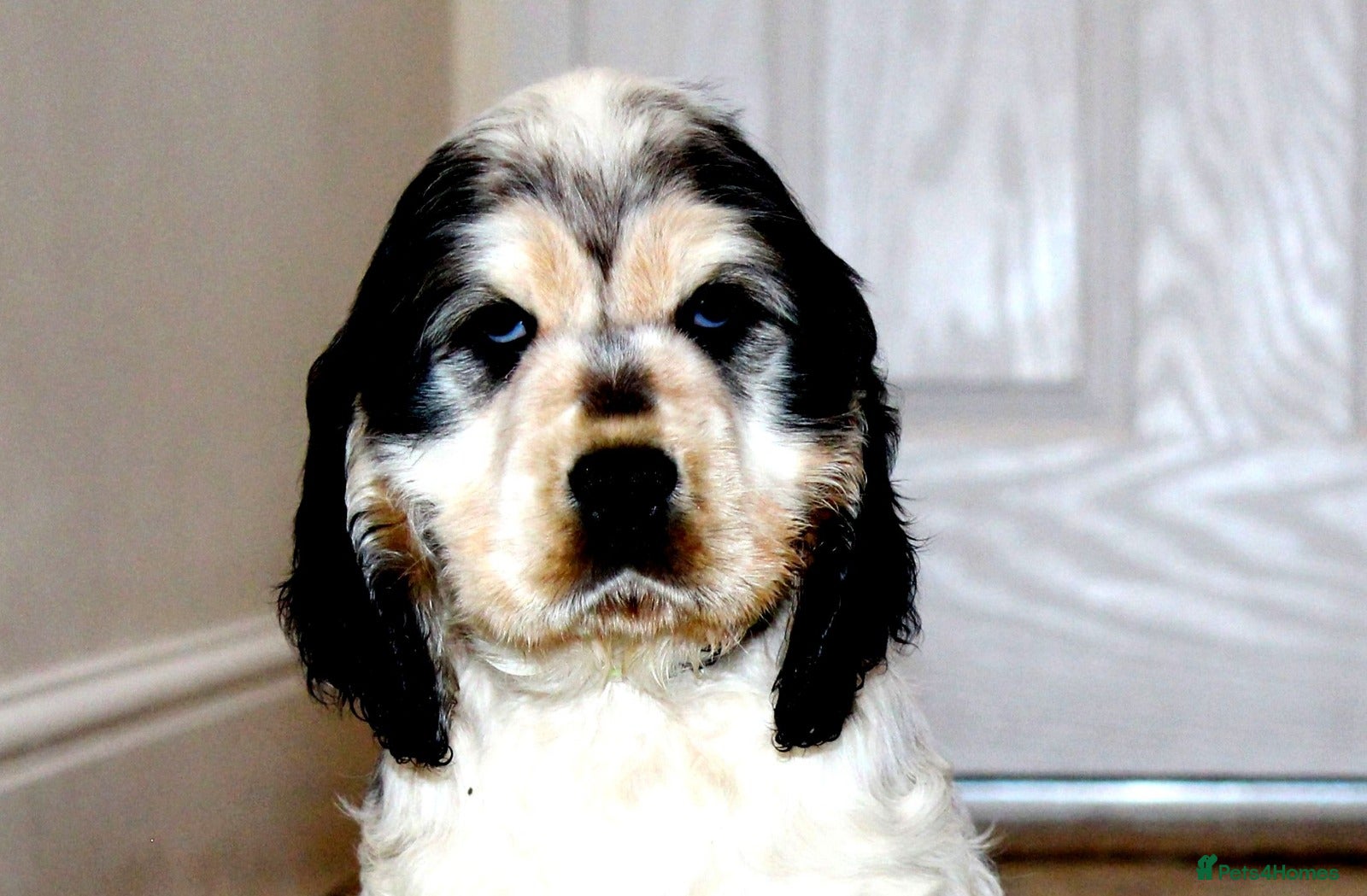 Cocker Spaniel dogs KC registered Cocker Spaniel.  - Advert 1