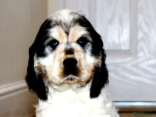 Cocker Spaniel dogs KC registered Cocker Spaniel. - Advert 4