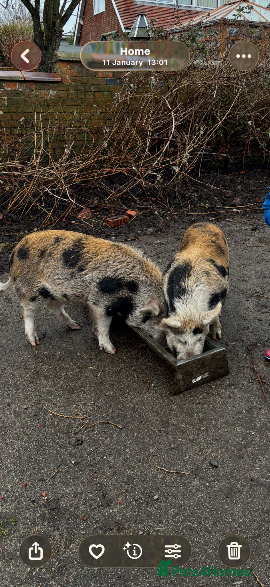 Pig livestock Two Juniper Kune Kune male pigs - Advert 5