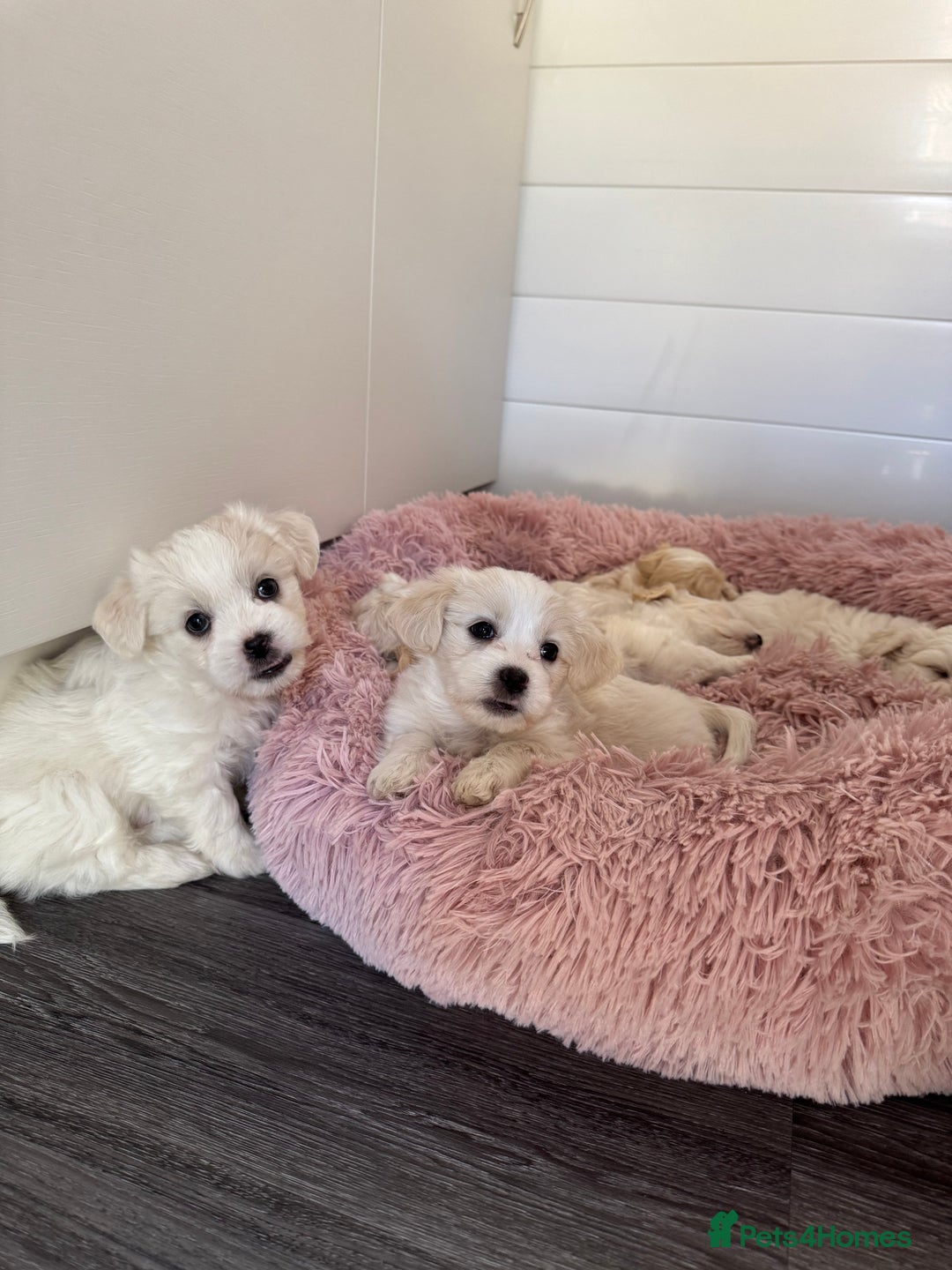 Bichon Frise dogs for sale: 🤍 3 female and 5 male are looking for a family.  - Image 8