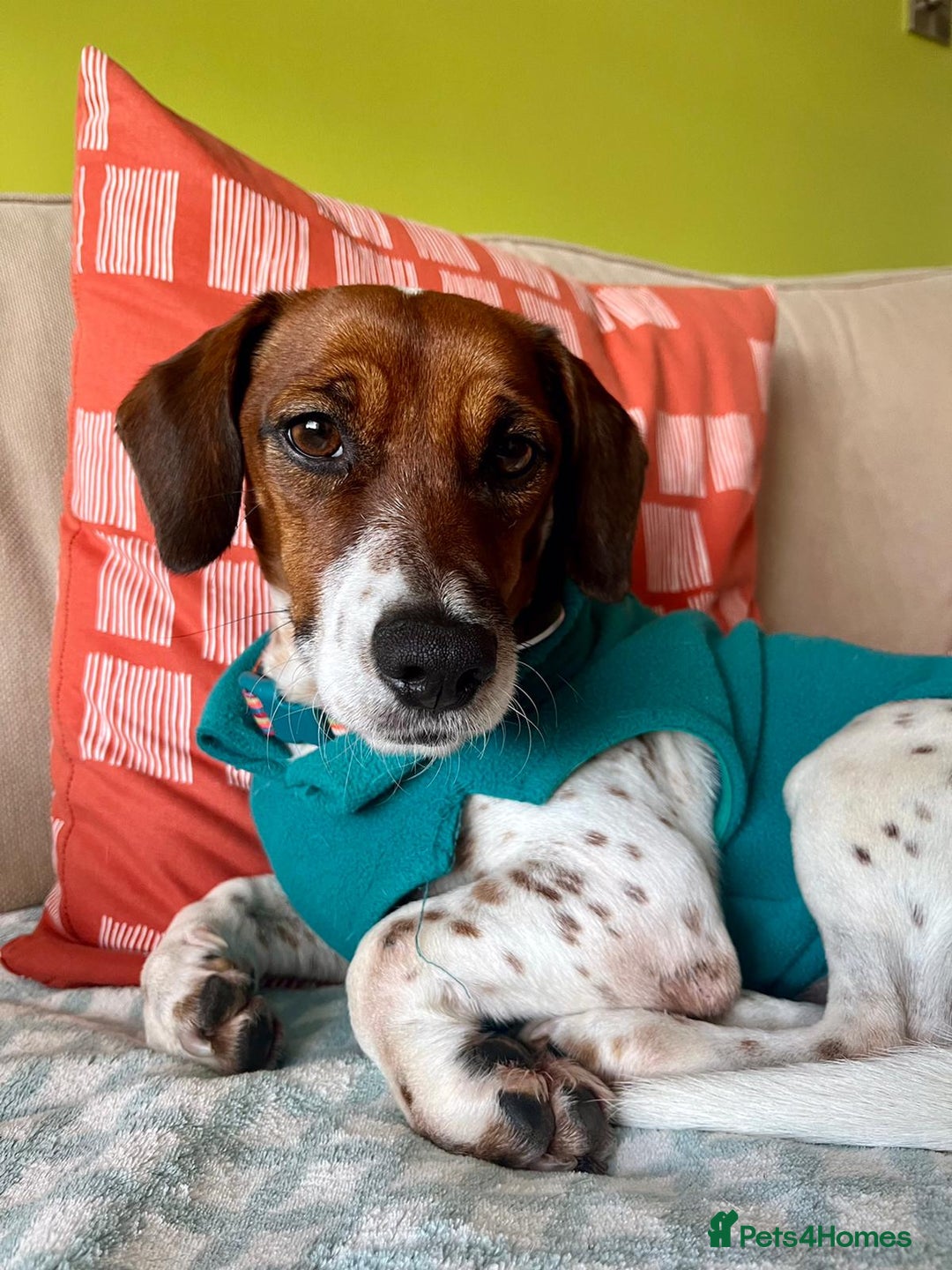 Mixed Breed dogs for adoption: Meet Benny intelligent soul who deserves stability - Advert 3