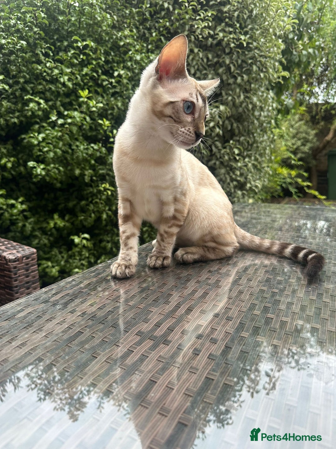Bengal cats for sale: Bengal kitten (Tica Registered) - Image 9