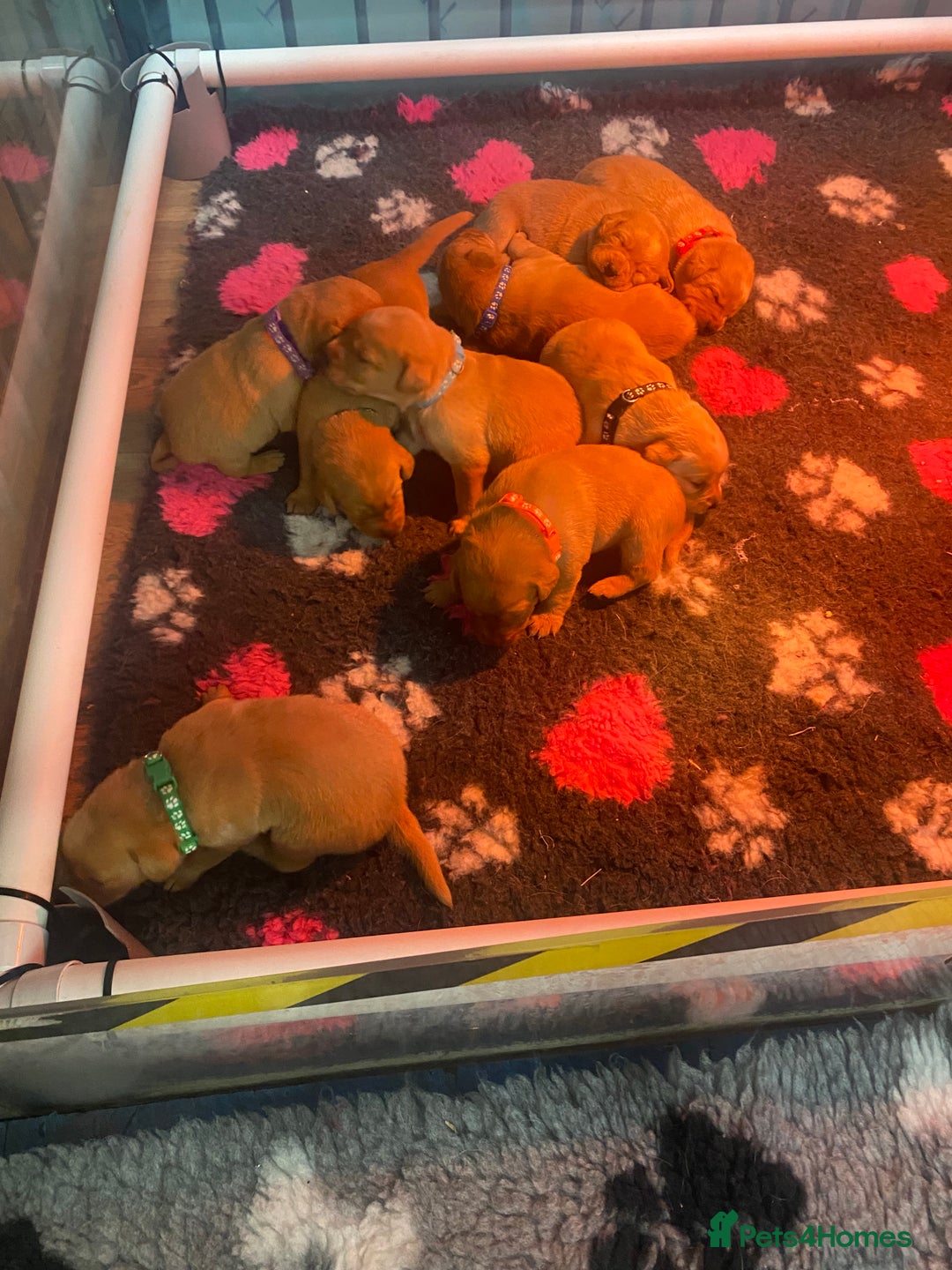Labrador Retriever dogs for sale: Stunning Litter from working parents KC reg - Image 3