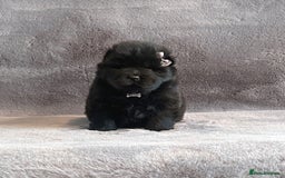 Chow Chow dogs for sale: Exotic colour Pure chow chow puppies for sale  - Image 18