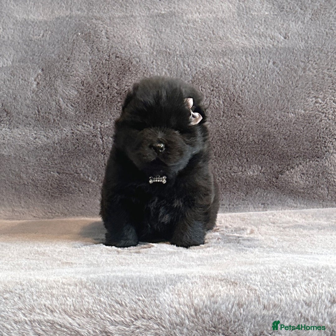 Chow Chow dogs for sale: Exotic colour Pure chow chow puppies for sale  - Image 18