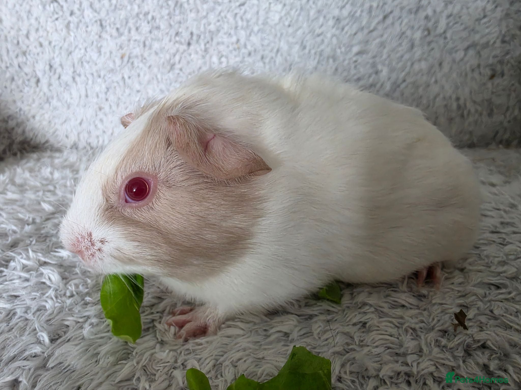 Guinea Pig rodents Rtl lovely girl x - Advert 17