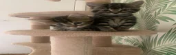 Mixed Breed cats for sale: 5 beautiful boy kittens  - Advert 25