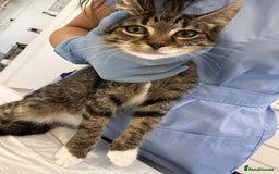 Mixed Breed cats for adoption: Stripes for adoption - Image 1