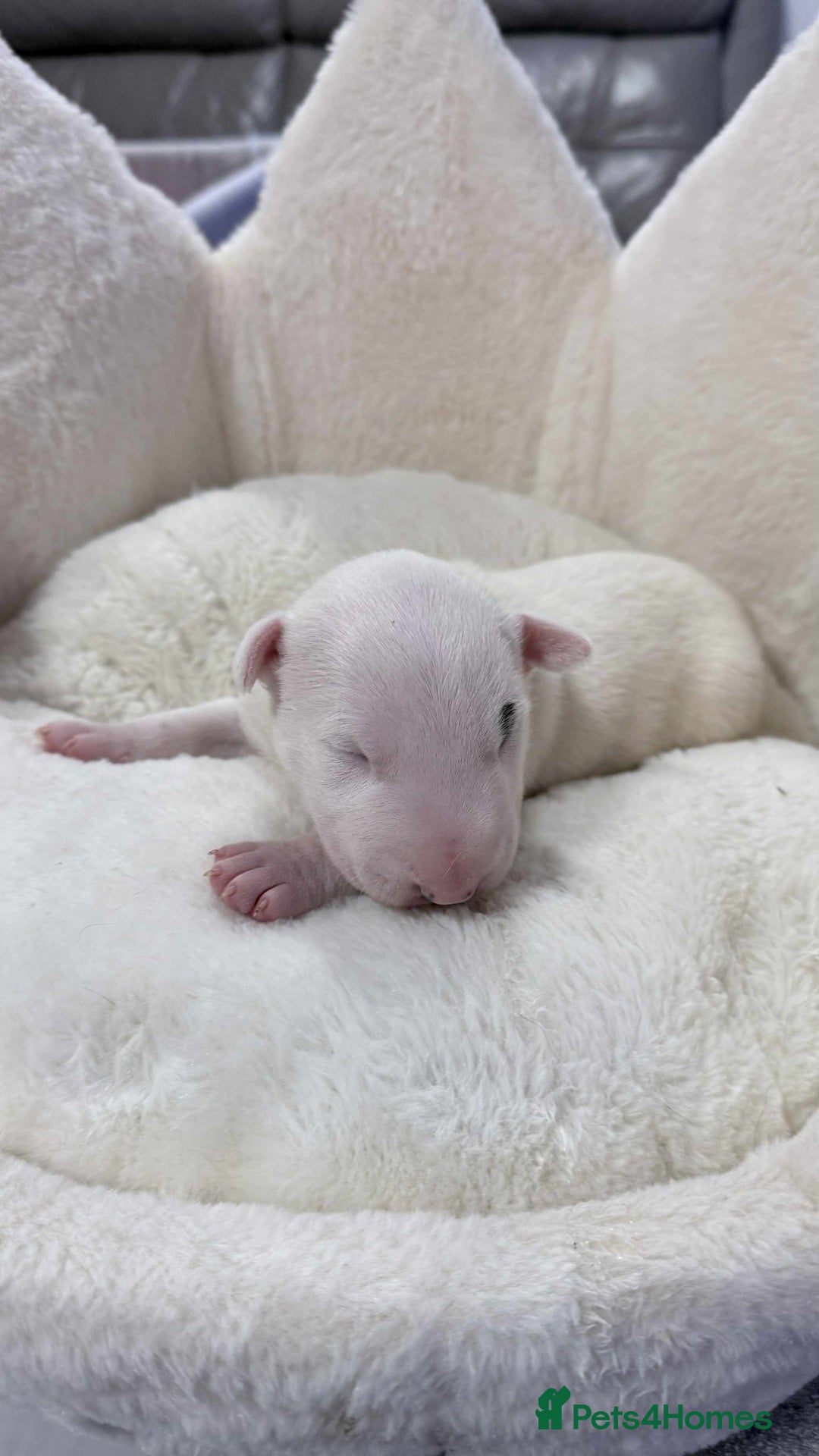 English Bull Terrier dogs for sale: Gorgeous English BullTerrier - Image 2